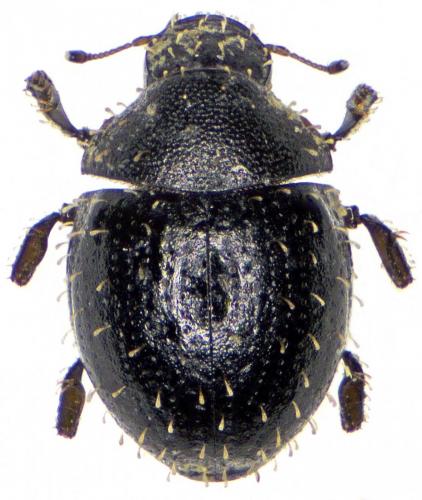 Chaetophora spinosa